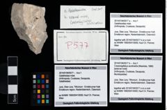 Foto (Objekt + Etikett) von Galatheoidea indet.  (NHMW-GEO-2014-0194-0577a)